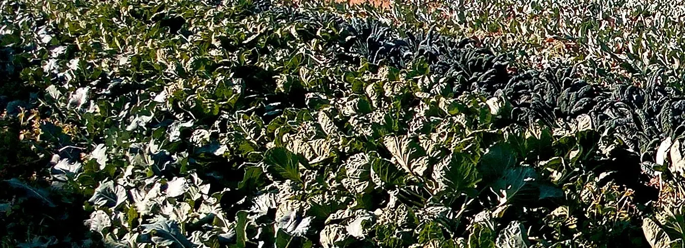 Azienda Agricola Biologica il Tasso