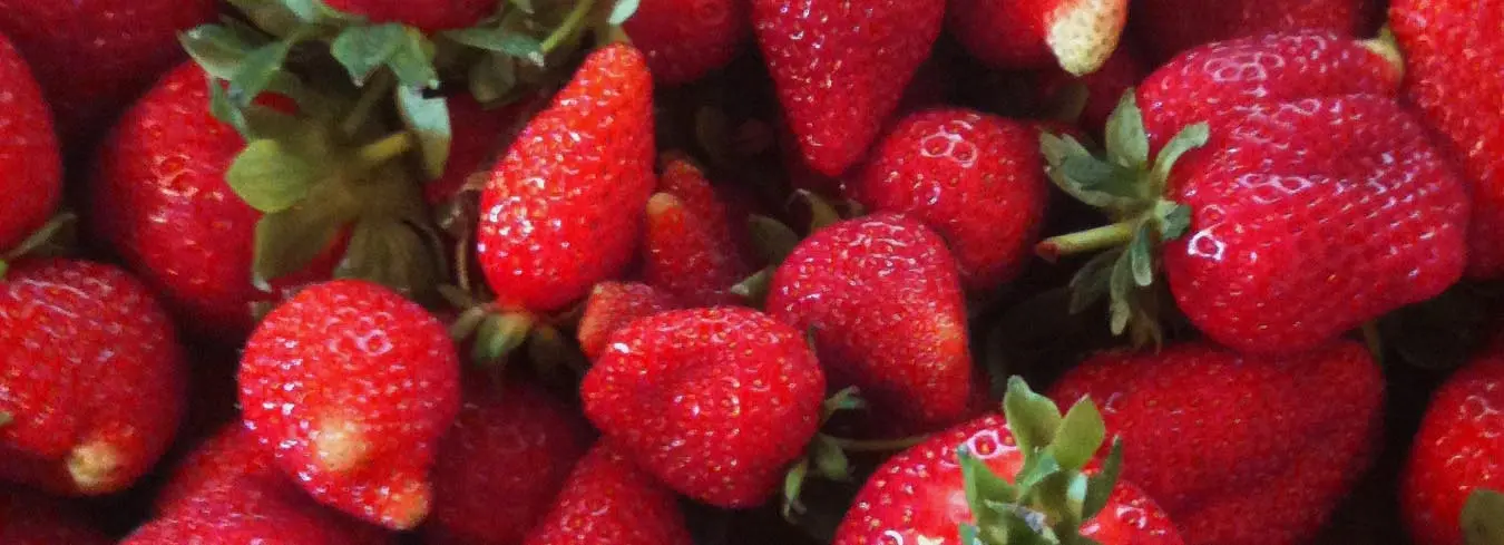 Azienda Agricola Biologica il Tasso