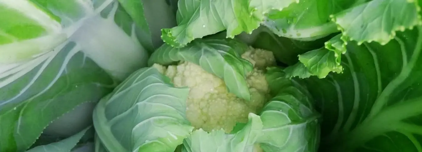 Azienda Agricola Biologica il Tasso