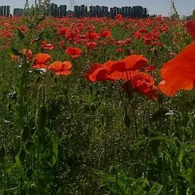 La filosofia di un agricoltore biologico