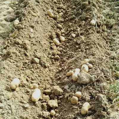 La filosofia di un agricoltore biologico