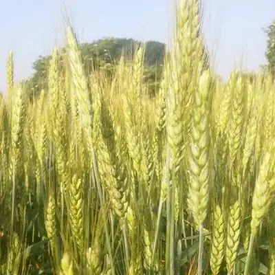 La filosofia di un agricoltore biologico