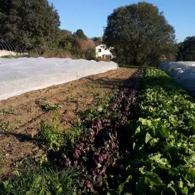 La nostra produzione agricola biologica