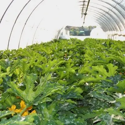 La nostra produzione agricola biologica